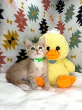 Stevie -  Tabby Cat Available for Adoption in Tavares, Florida - Stevie | PetCurious