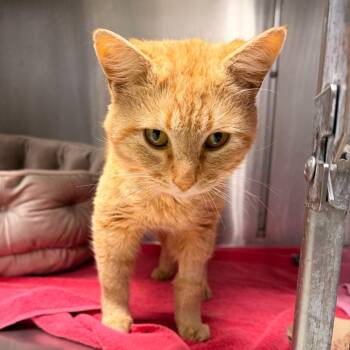 Domestic Short Hair Cats Available for Adoption in Indianapolis, Indiana - Macaroni | PetCurious