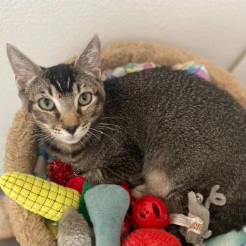 Menchie -  Domestic Short Hair Cat for Adoption in Los Angeles, California - Menchie | PetCurious