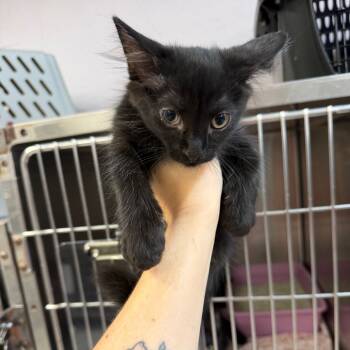 Rescue Domestic Medium Hair Cats for Adoption in Port Charlotte, Florida - Broomstick | PetCurious