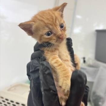 Reef -  Domestic Short Hair Cat for Adoption in Corpus Christi, Texas - Reef | PetCurious