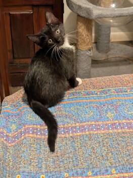 Mesa -  Domestic Short Hair Cat for Adoption in Oviedo, Florida - Mesa | PetCurious