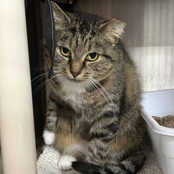 Naomi -  Domestic Short Hair Cat for Adoption in Marion, Virginia - Naomi | PetCurious