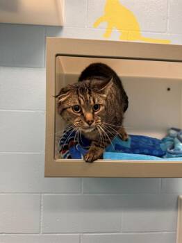 HECTOR -  Domestic Short Hair Cat for Adoption in Peoria, Illinois - HECTOR | PetCurious
