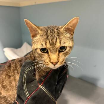 John John -  Domestic Short Hair Cat for Adoption in Chattanooga, Tennessee - John John | PetCurious