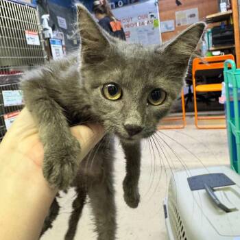 Touch Base -  Domestic Short Hair Cat for Adoption in Austin, Texas - Touch Base | PetCurious