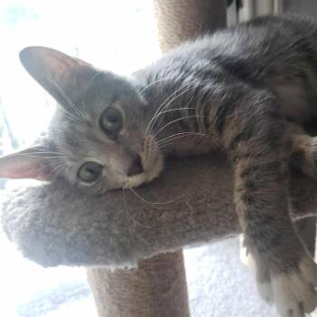 Domestic Short Hair Cats Available for Adoption in Houston, Texas - Wally | PetCurious