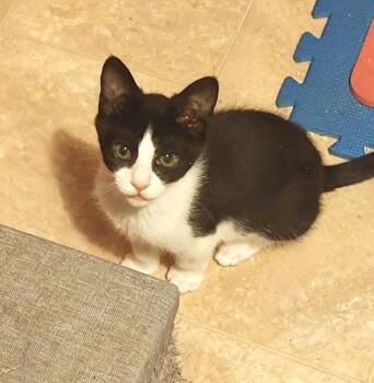 Blake -  Domestic Short Hair Cat for Adoption in New York, New York - Blake | PetCurious