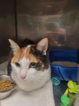 Evermore -  Domestic Short Hair Cat for Adoption in Fishers, Indiana - Evermore | PetCurious