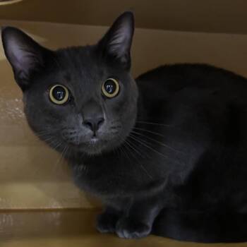 Little Bit -  Domestic Short Hair Cat for Adoption in Midland, Texas - Little Bit | PetCurious