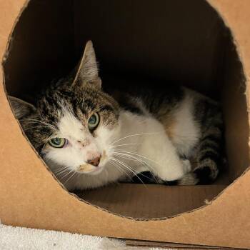 Rescue Domestic Short Hair Cats for Adoption in Lindon, Utah - Chairman | PetCurious