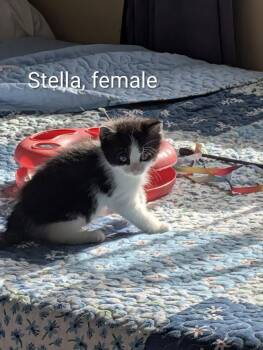 Stella -  Domestic Short Hair Cat for Adoption in Ottawa, Ontario - Stella | PetCurious