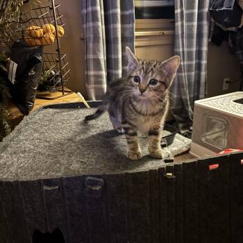 Domestic Short Hair Cats Available for Adoption in Ben Avon, Pennsylvania - Bon Bon & Clyde | PetCurious