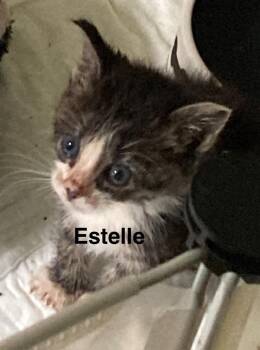 Estelle -  Domestic Short Hair Cat for Adoption in Johnson City, Tennessee - Estelle | PetCurious