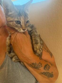 REV -  Domestic Short Hair Cat for Adoption in Long Beach, California - REV | PetCurious