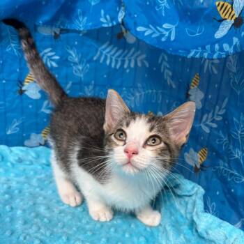 Cheech -  American Shorthair Cat for Adoption in Greenfield, Indiana - Cheech | PetCurious