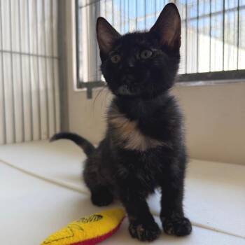 Almond -  Domestic Medium Hair Cat for Adoption in Goleta, California - Almond | PetCurious