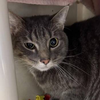 Rescue Domestic Short Hair Cats for Adoption in Lansing, Michigan - Sarah | PetCurious