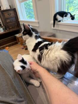 Pez Dispenser -  Domestic Medium Hair Cat for Adoption - Pez Dispenser | PetCurious