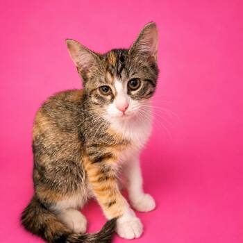 Hestia -  Domestic Short Hair Cat for Adoption in Summerville, South Carolina - Hestia | PetCurious