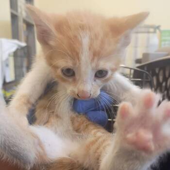 Vesta -  Domestic Short Hair Cat for Adoption in Lynchburg, Virginia - Vesta | PetCurious