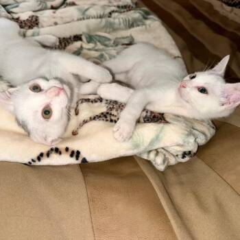 Marsh -  Domestic Short Hair Cat for Adoption in Redmond, Washington - Marsh | PetCurious