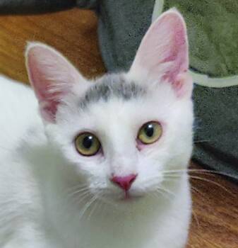 Rescue Domestic Short Hair Cats for Adoption in Chicago, Illinois - Hana (Aka Bus) | PetCurious