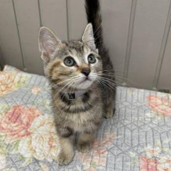Domestic Short Hair Cats Available for Adoption in Hawthorne, California - Miley | PetCurious