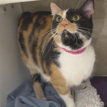 Domestic Short Hair Cats Available for Adoption - Gingerbread | PetCurious