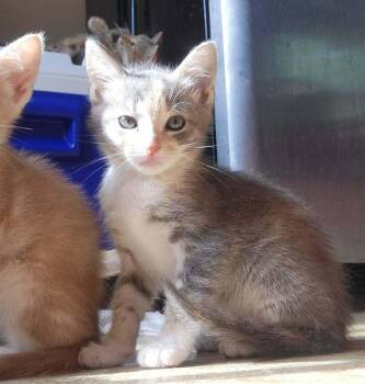Mochi -  Domestic Short Hair Cat for Adoption in Candler, North Carolina - Mochi | PetCurious