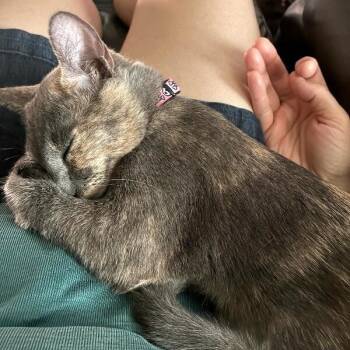 Penelope Von Whiskers -  Dilute Tortoiseshell and Domestic Short Hair Cat for Adoption in Friendswood, Texas - Penelope Von Whiskers | PetCurious