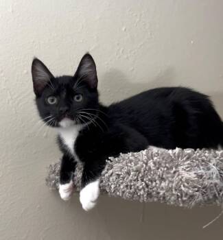 Raven -  Domestic Short Hair Cat for Adoption in Davis, California - Raven | PetCurious