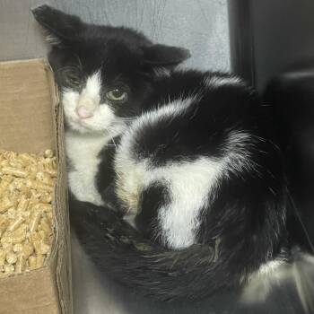 Alex -  Domestic Short Hair Cat for Adoption in Donalsonville, Georgia - Alex | PetCurious