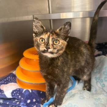 Carrie -  Domestic Short Hair Cat for Adoption in Fort Bragg, California - Carrie | PetCurious