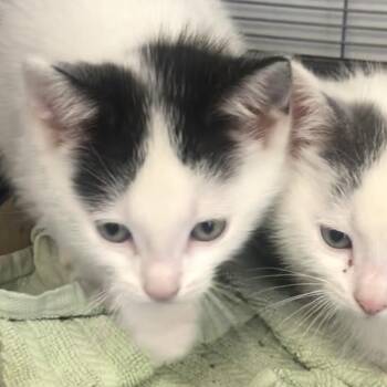 Domestic Short Hair Cats Available for Adoption in Parma, Ohio - Nugget | PetCurious