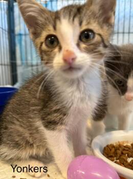 Yonkers -  Domestic Short Hair Cat for Adoption in Syracuse, Indiana - Yonkers | PetCurious