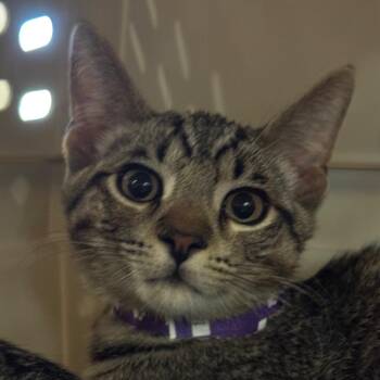 Prince -  Domestic Short Hair Cat for Adoption in Goleta, California - Prince | PetCurious