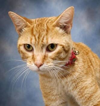 Franklin -  Domestic Short Hair Cat for Adoption in Taylorsville, North Carolina - Franklin | PetCurious