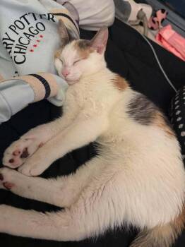 Rhaenyra (Athena) -  Domestic Short Hair Cat for Adoption in Chicago, Illinois - Rhaenyra (Athena) | PetCurious