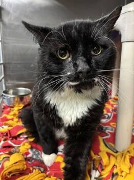 Archibald - FIV+ -  Domestic Medium Hair Cat for Adoption in Richmond, Virginia - Archibald - FIV+ | PetCurious