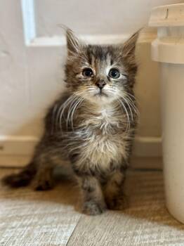 Juliet -  Domestic Long Hair Cat for Adoption in Suffolk, Virginia - Juliet | PetCurious