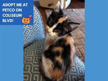 SNICKERS -  Domestic Short Hair Cat Available for Adoption in Fort Wayne, Indiana - SNICKERS | PetCurious