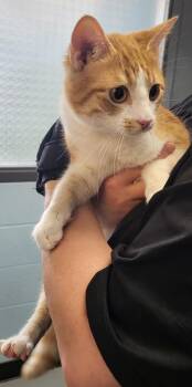 Domestic Short Hair Cats Available for Adoption - If-8 | PetCurious