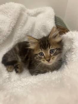 Scone -  Domestic Long Hair Cat for Adoption in Sunrise, Florida - Scone | PetCurious