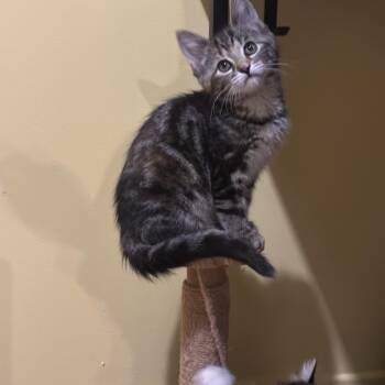 Sammie (Samantha Lam) -  Domestic Short Hair Cat for Adoption in Montreal, Quebec - Sammie (Samantha Lam) | PetCurious
