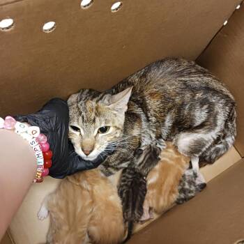 Domestic Short Hair Cats Available for Adoption in Baltimore, Maryland - Hasbro | PetCurious