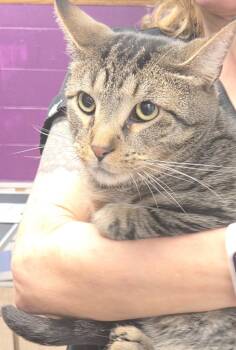 Domestic Short Hair Cats Available for Adoption in Olean, New York - Sam | PetCurious