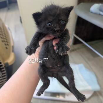 Patrick -  Domestic Short Hair Cat Available for Adoption in Emporia, Kansas - Patrick | PetCurious