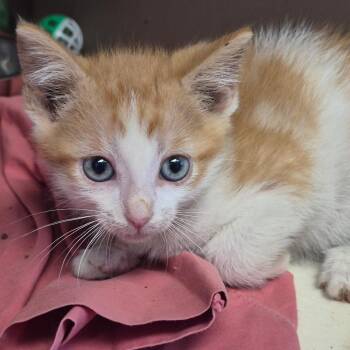 Dustin -  Domestic Short Hair Cat for Adoption in Hattiesburg, Mississippi - Dustin | PetCurious
