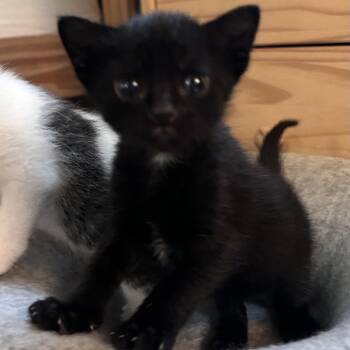 Barney -  Domestic Short Hair Cat for Adoption in East Hanover, New Jersey - Barney | PetCurious